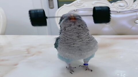 hilarious bird imitating bodybuilding