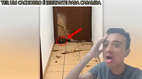 Reagindo A RAZÃO PELA QUAL TER UM CACHORRO É IRRITANTE PARA CARAMBA