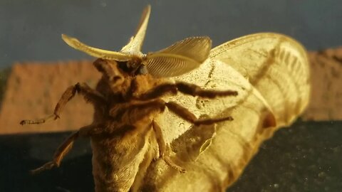 The Moth And The Eclipse!