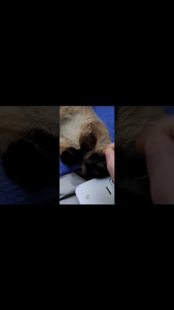 Cinder wishes you a good night #viral #cat #kitten #shortvideo