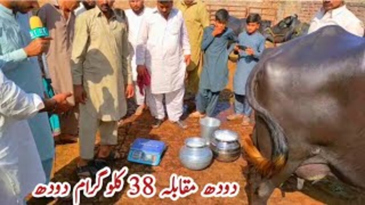 World Highest Milking Buffalo 38 Kg Milk Record ll Pattoki Buffalo Milk Competition 2021 Buffalo