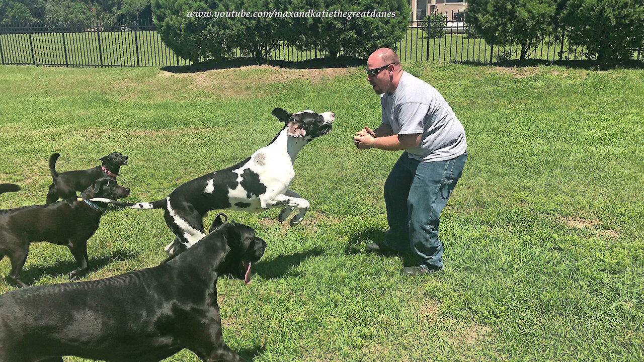 Great Danes and Friends Have Fun Roughhousing