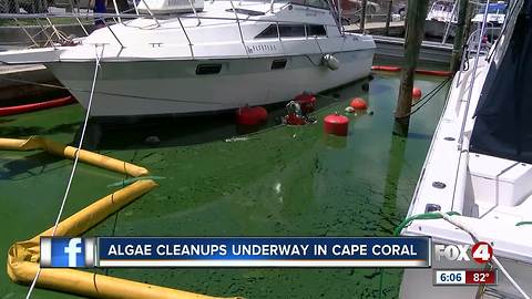 Algae clean-up underway in Cape Coral