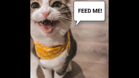 Cats speaking English compilation - MUST WATCH!