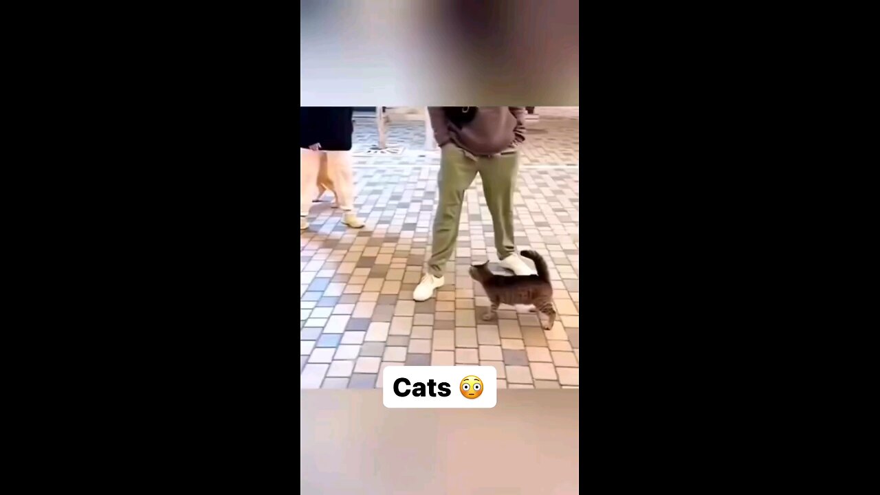 Cats are wild!
