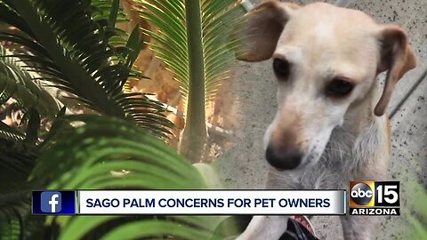 Sago Palm concerns for pet owners