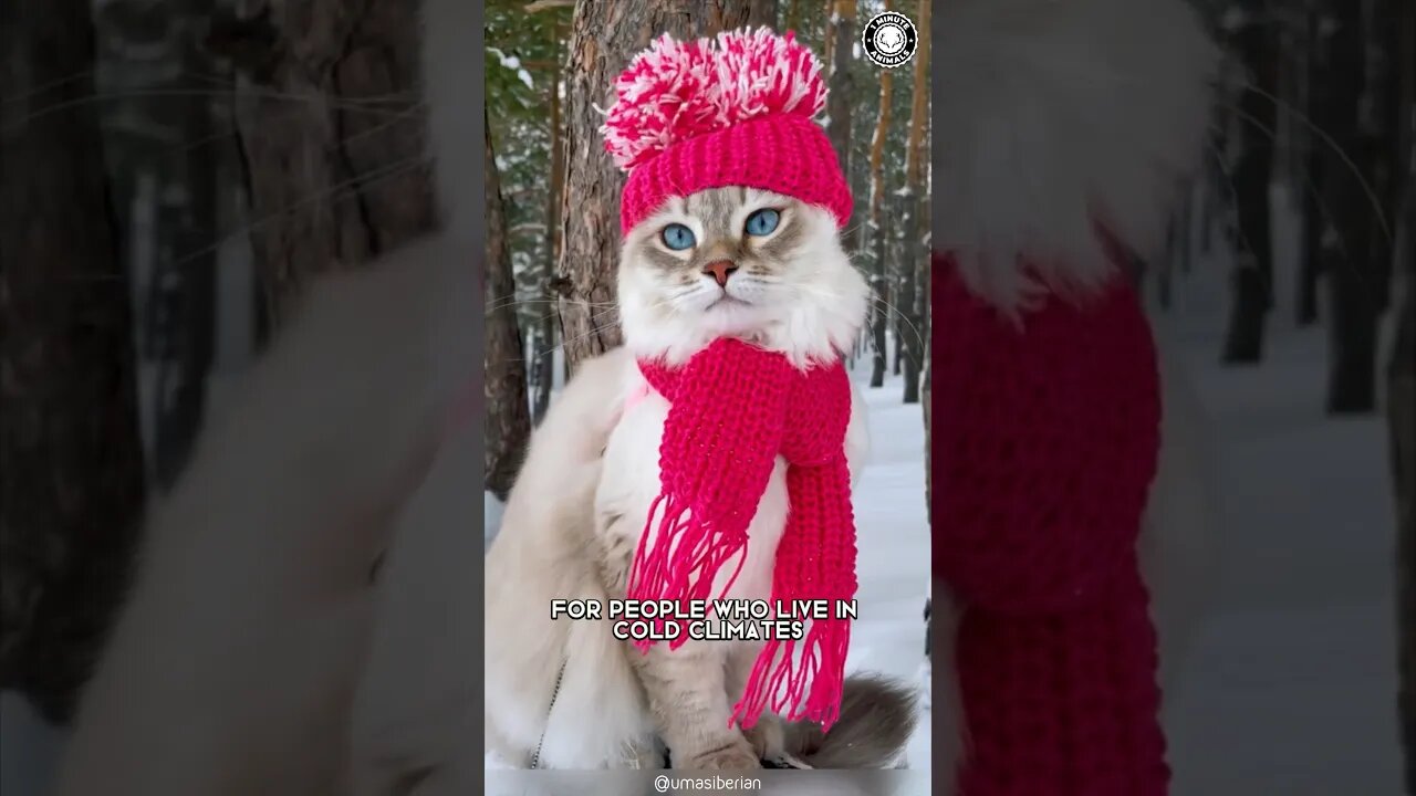 Siberian Cat 😺 The Cutest Cold-Weather Breed!