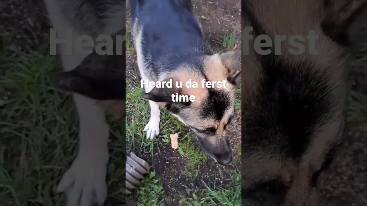 Maple Doesn't Want To Share Her Treatos #shorts