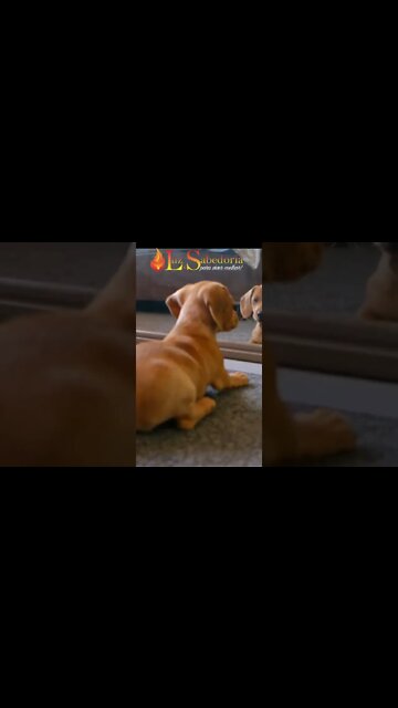 Agir ou reagir?? Você age ou você reage??