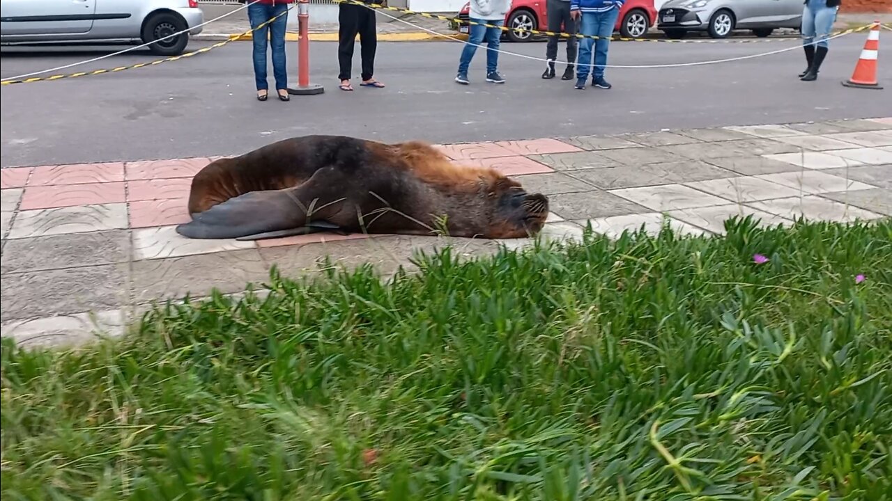 Leão marinho no calçadão a beira mar em Tramandaí/RS, com um olho machucado