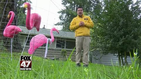 Lawn flamingo goes on road trip