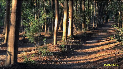 21_1116仁德 虎山林場