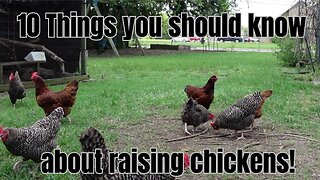 10 things to know before you get chickens!