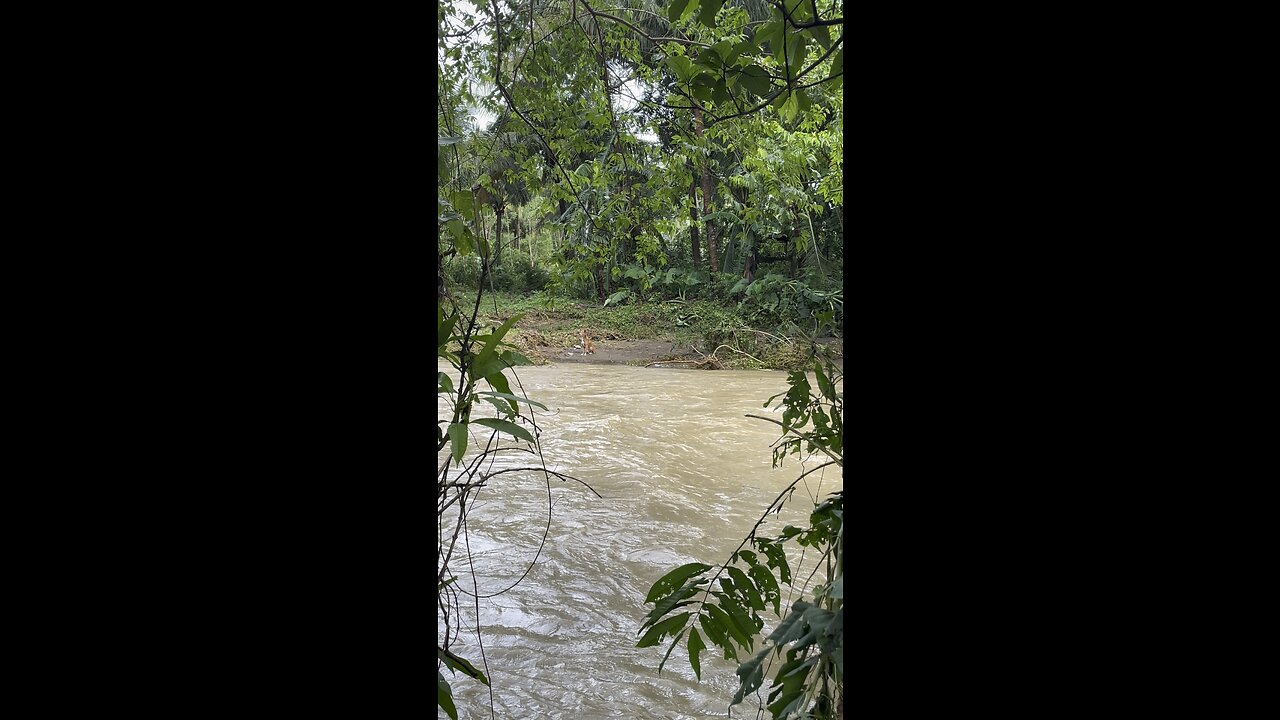 Cute dog chilling across raging river