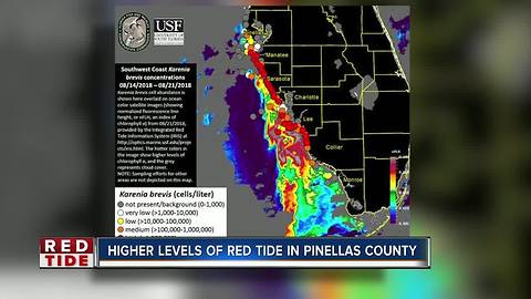 Red tide presence increasing in Pinellas County, new FWC report says