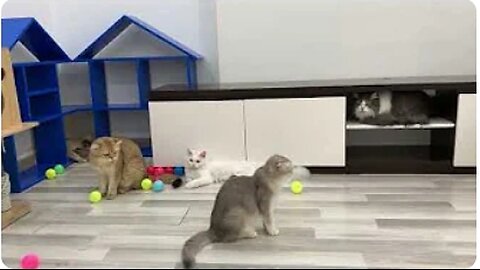 Colorful ball make cats crazy