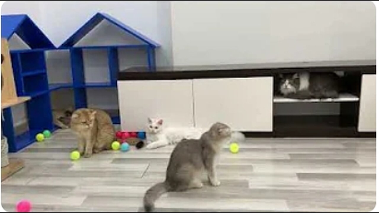 Colorful ball make cats crazy