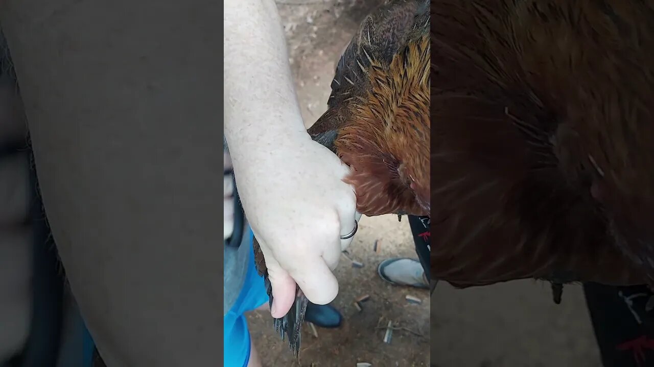 Clipping 🐔 wings before they move to the big pen. Can you catch a #chicken ?? #homesteading #eggs 🥚🍳