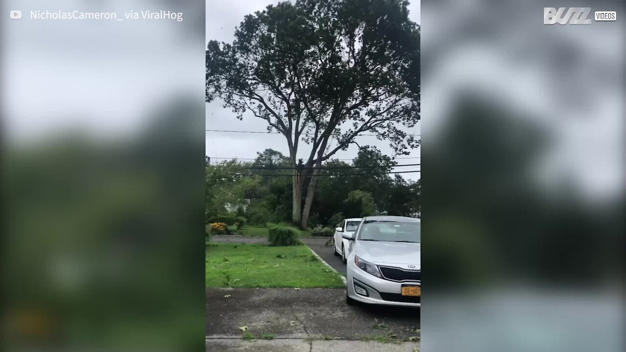 Tempestade derruba árvore em cima dos cabos elétricos