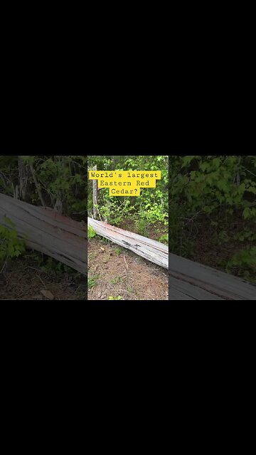 Is this the World’s Largest Eastern Red Cedar?