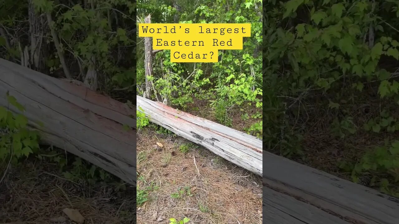 Is this the World’s Largest Eastern Red Cedar?