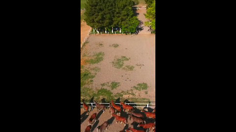 Ranch