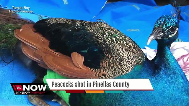 Two peacocks found with pellet gun wounds in Pinellas County, one euthanized