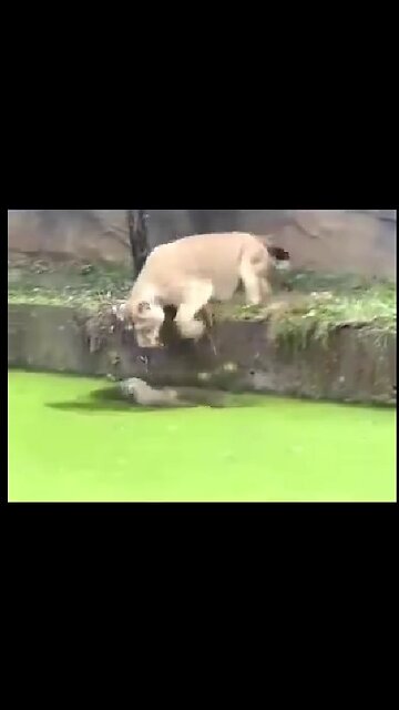 Lioness Fights to Save Cub