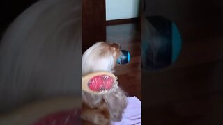 #dogshow, #amimals, #dogs, #shorts