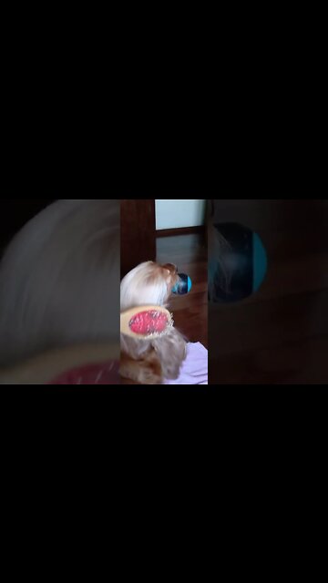 #dogshow, #amimals, #dogs, #shorts