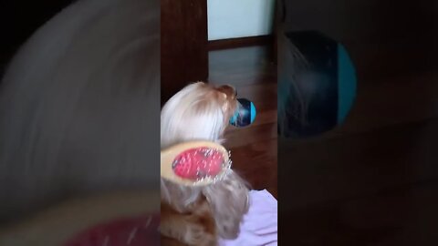 #dogshow, #amimals, #dogs, #shorts