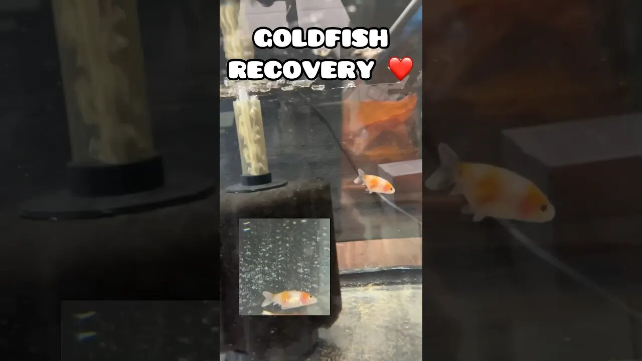 GOLDFISH RECOVERY ❤️ #fancygoldfish #aquarium #goldfish #ranchugoldfish #goldfishtank #fishtank