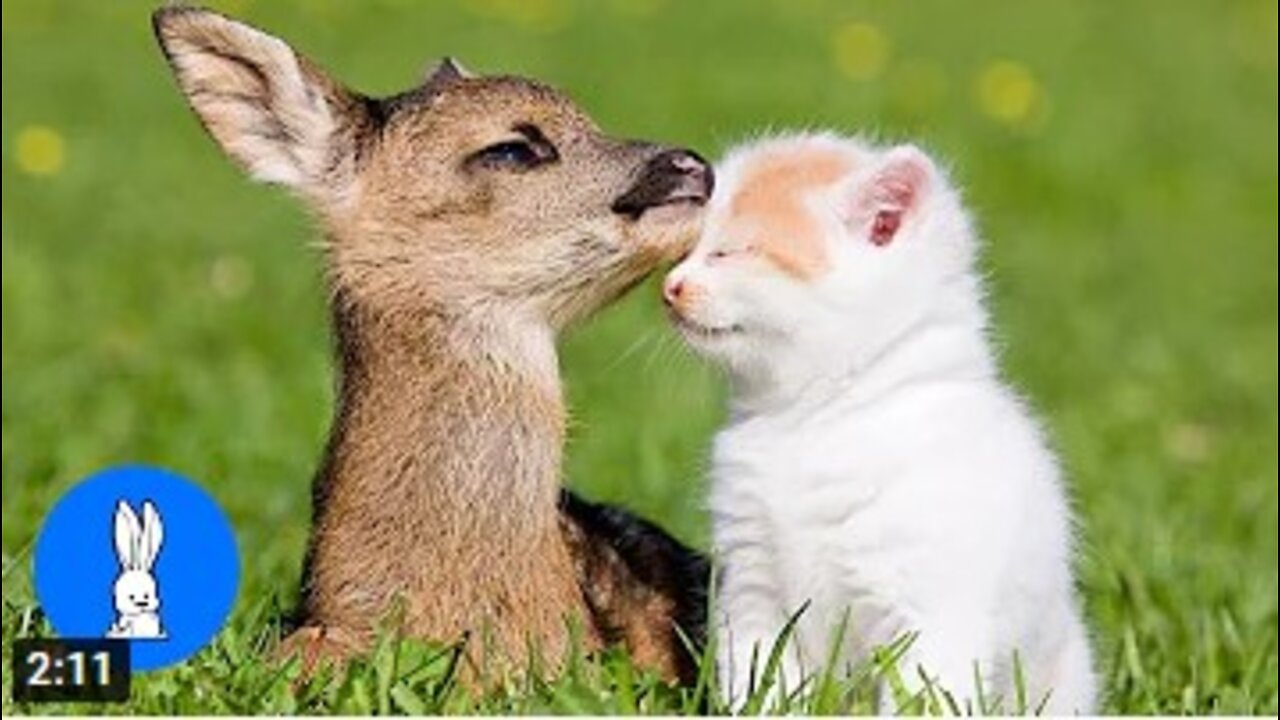 Baby Deer (Fawn) Jumping & Hopping