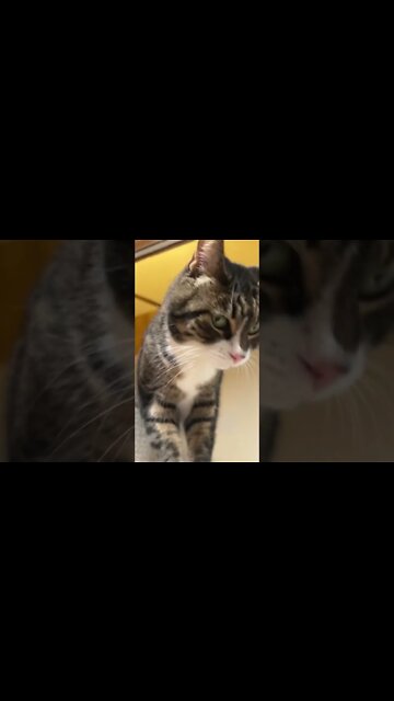 My Cat is Curious 24/7 🐱