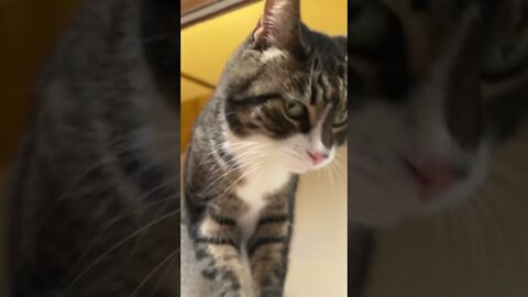 My Cat is Curious 24/7 🐱