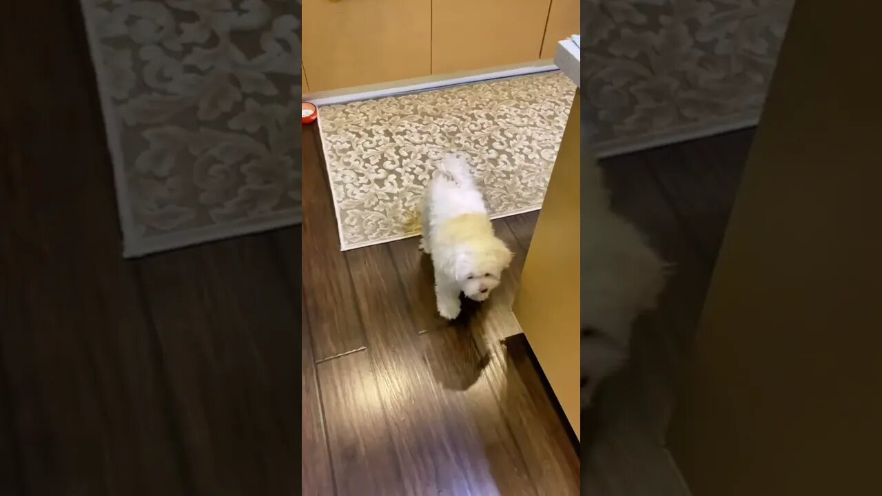 #shorts Смешные Собаки Из Тик Тока 135 Funny Dogs From Tiktok