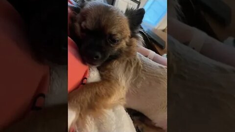 Doggy Loki