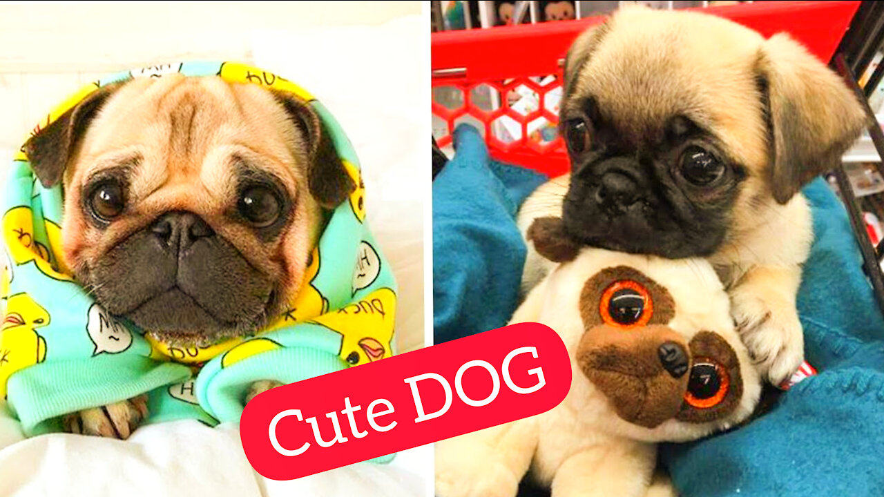 Funniest and Cutest Pug Dog Videos Compilation - Try Not To Laugh Watching Funny Pug Videos