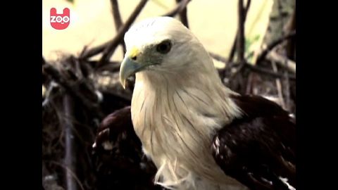 Endangered Raptors Released