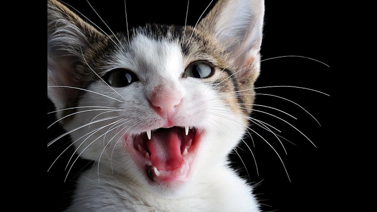 Cats talking !! Really Lets Watch