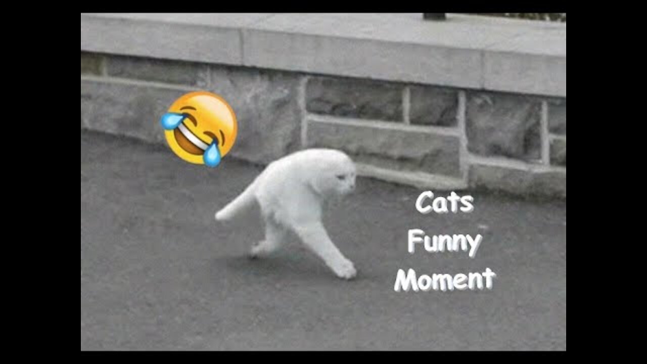 Try Not To Laugh 😂 - Best of Cats Funny Moment