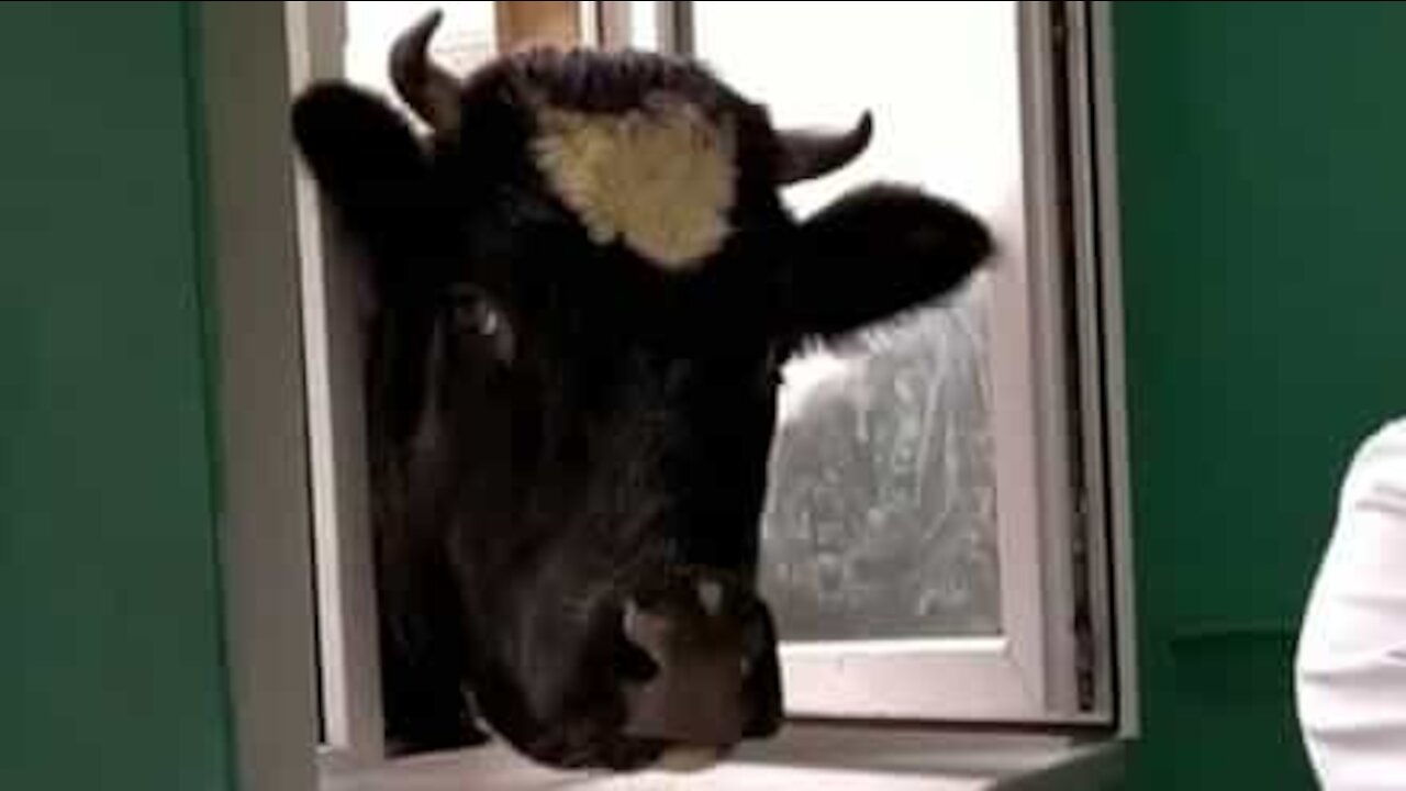 Curieuse, cette vache veut suivre un cours vétérinaire
