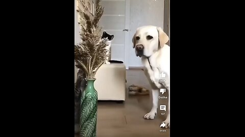 Try not to laugh🤣 Funny animals😹‖ #shorts #funnyvideos