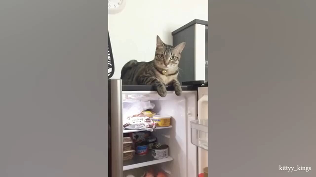 The world's FUNNIEST cats video🤣