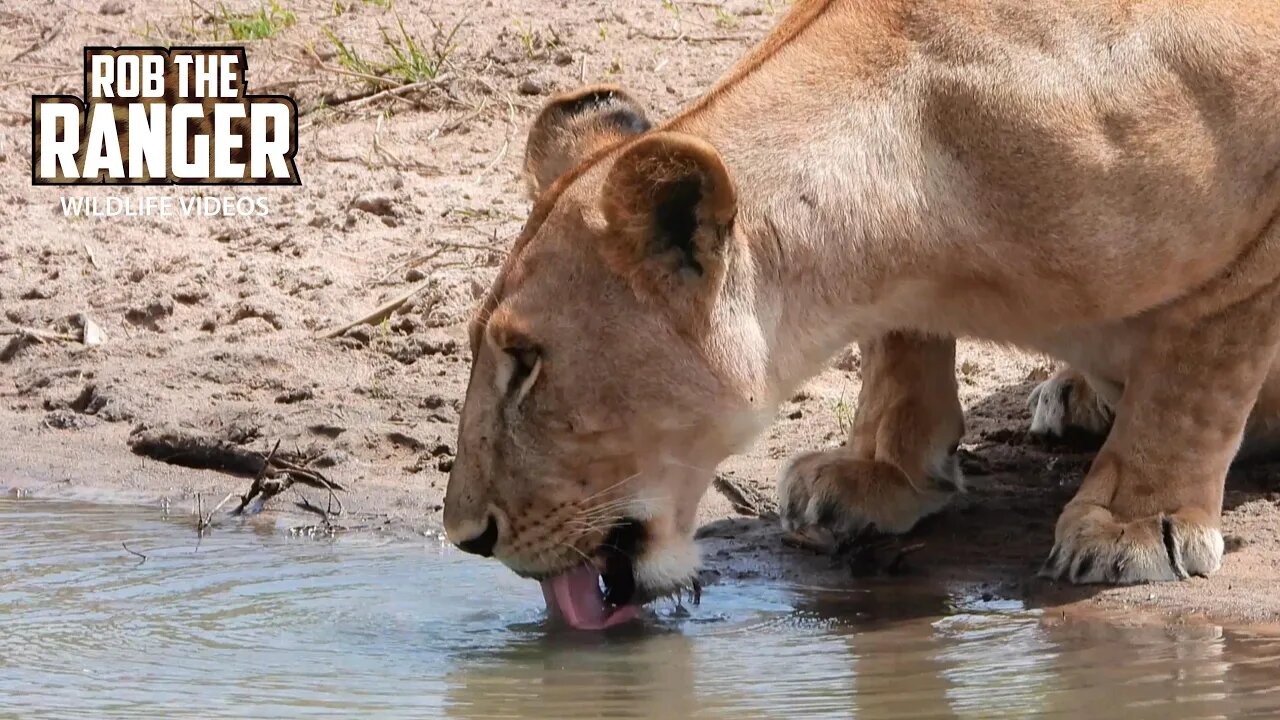 Lion Guards A Meal As The Pride Drink | Lalashe Maasai Mara Safari