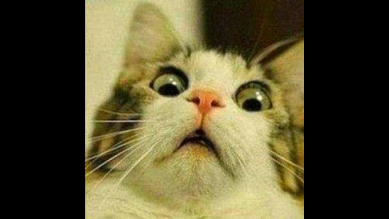 Pets felinos