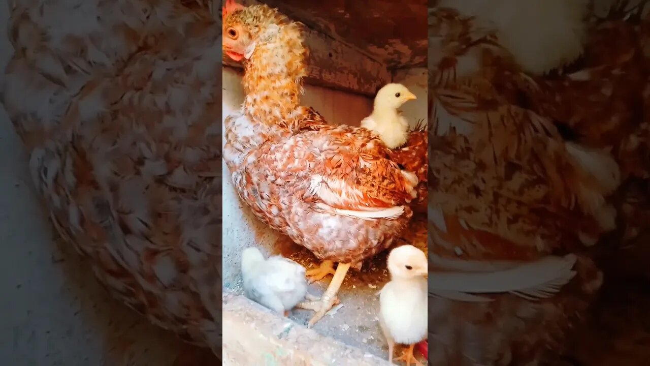 #chicken