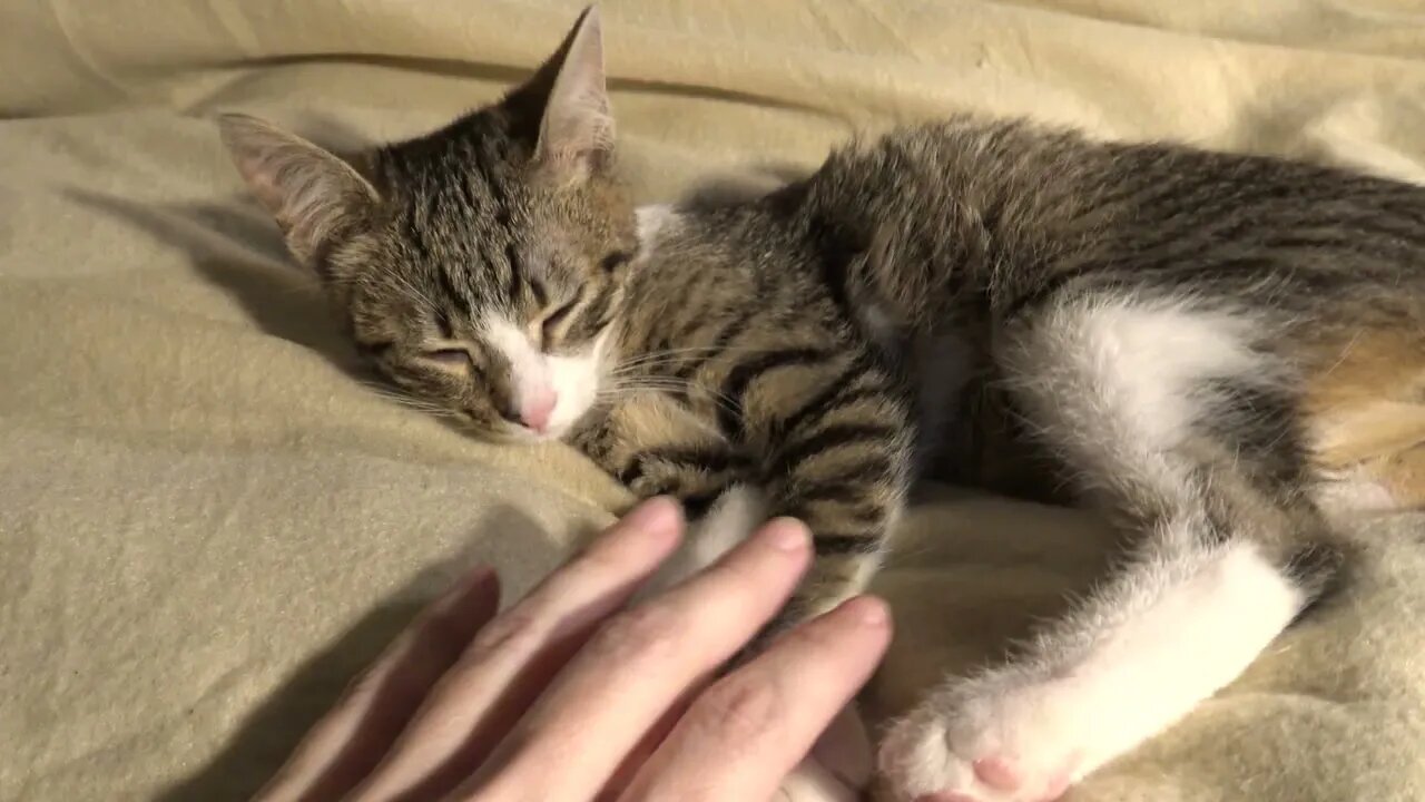 Kitten Rudolph Is Purring