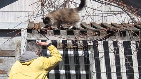 Human Cat Ladder - My Silly Cat Video