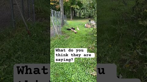 The ducks were SUPER talkative after getting let out of their coop #shorts #animals #funny